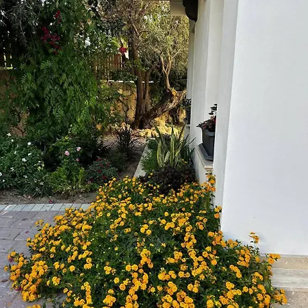 Mulberry - Kyrenia North Cyprus * Lapithos (Northern Cyprus)