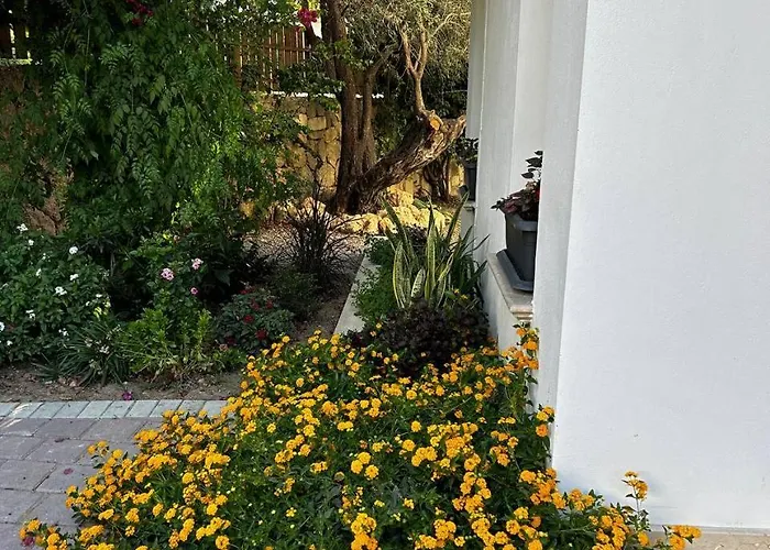 Mulberry - Kyrenia North Cyprus * Lapithos (Northern Cyprus)